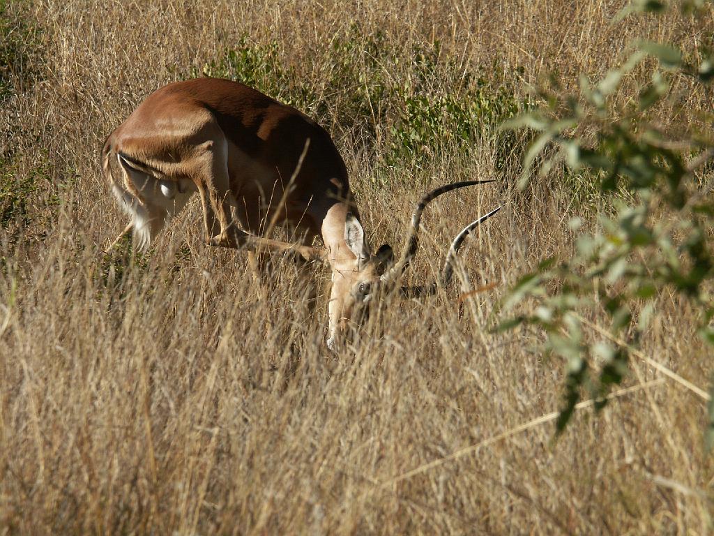 090517_Pilanesberg 023.jpg